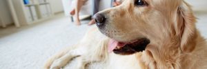 pet friendly home remodeling