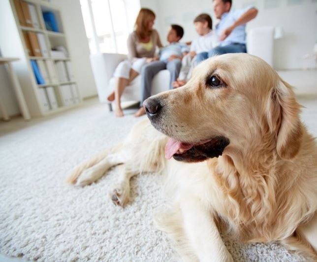 Ideas For Pet-Friendly Remodeling
